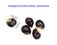 Copiapoa humilis tenuissima.jpg